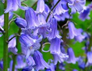 Çan çiçeği-Blue Bells.webp