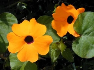 Black Eyed Susan.webp