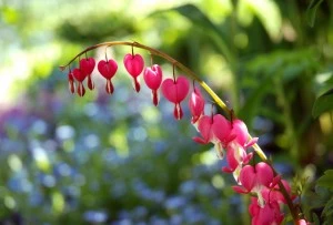 Bleeding Heart.webp