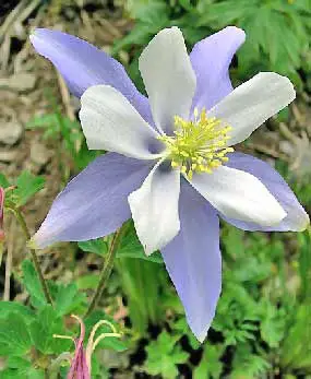 Colorado Columbine.webp