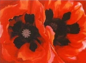 Doğu haşhaşı-Oriental Poppy.webp